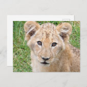 Lion 016 postkarte (Vorne/Hinten)