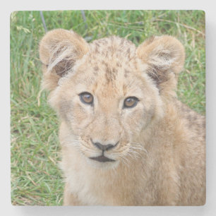 Lion 016 steinuntersetzer