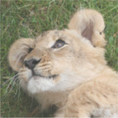 Lion 022 aufkleber (Vorderseite)