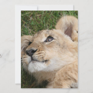 Lion 022 feiertagskarte