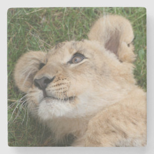 Lion 022 steinuntersetzer