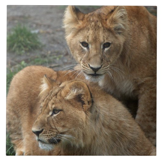 Lion 033 fliese (Vorderseite)