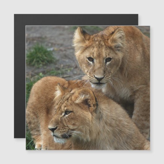 Lion 033 magnetkarte (Vorne/Hinten)