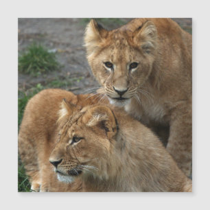 Lion 033 magnetkarte