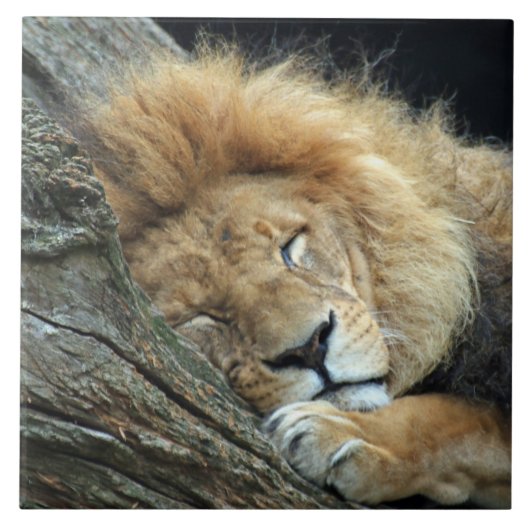 Lion 036 fliese (Vorderseite)