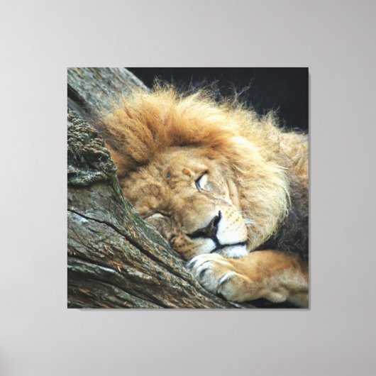 Lion 036 leinwanddruck (Vorderseite)
