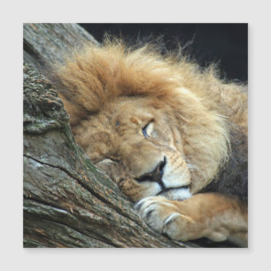 Lion 036 magnetkarte