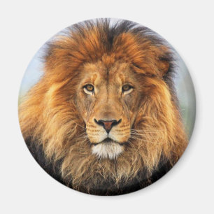 Lion 1 magnet