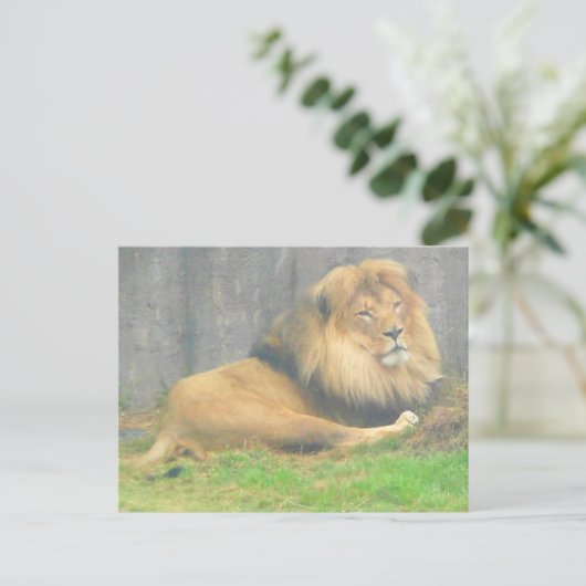 Lion #1 Postkarte (Stehend Vorderseite)