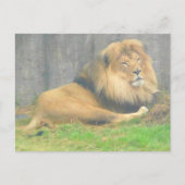 Lion #1 Postkarte (Vorderseite)