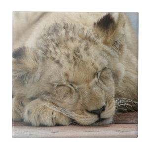 Lion_2014_1201 Fliese