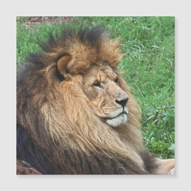 Lion_2015_0701 Magnetkarte (Vorderseite)