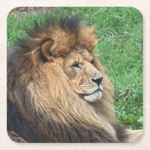 Lion_2015_0701 Rechteckiger Pappuntersetzer