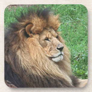 Lion_2015_0701 Untersetzer