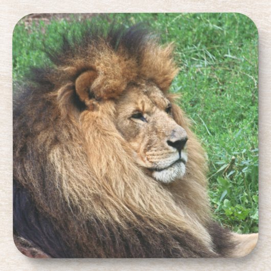 Lion_2015_0701 Untersetzer (Vorderseite)