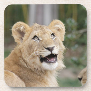Lion_20200906_by_JAMFoto Getränkeuntersetzer