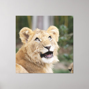 Lion_20200906_by_JAMFoto Leinwanddruck