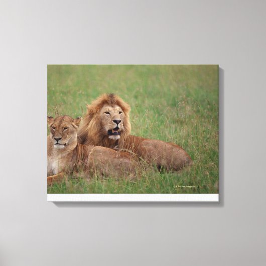 Lion 2 leinwanddruck (Vorderseite)