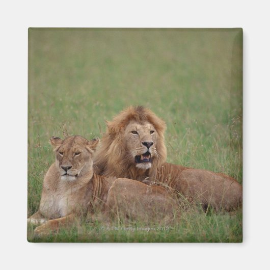 Lion 2 magnet (Vorne)