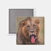 Lion 2 magnet (Vorderseite/Rückseite)