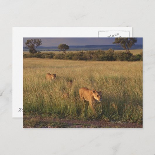 Lion 2 postkarte (Vorne/Hinten)