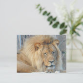 Lion #2 Postkarte (Stehend Vorderseite)