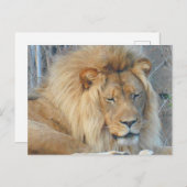 Lion #2 Postkarte (Vorne/Hinten)