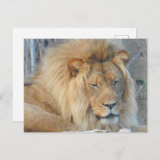 Lion #2 Postkarte (Vorne/Hinten)