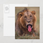 Lion 2 postkarte (Vorne/Hinten)