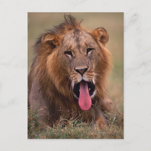 Lion 2 postkarte (Vorderseite)