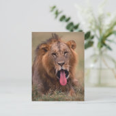 Lion 2 postkarte (Stehend Vorderseite)