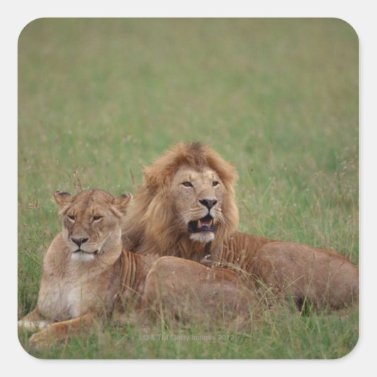 Lion 2 quadratischer aufkleber (Vorderseite)