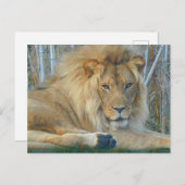 Lion #3-2 Postkarte (Vorne/Hinten)