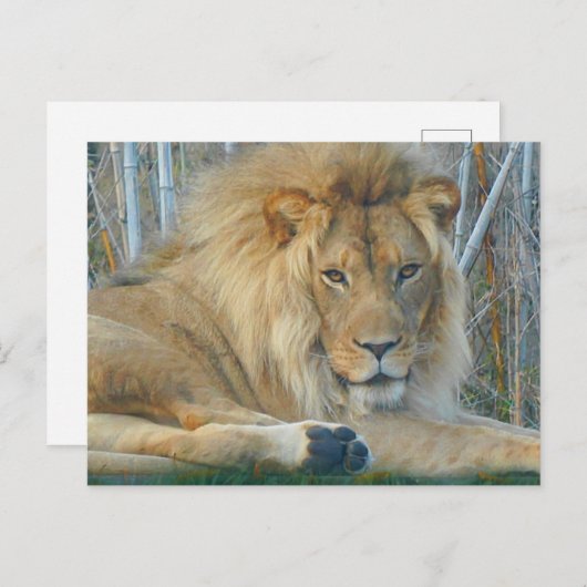 Lion #3-2 Postkarte (Vorne/Hinten)
