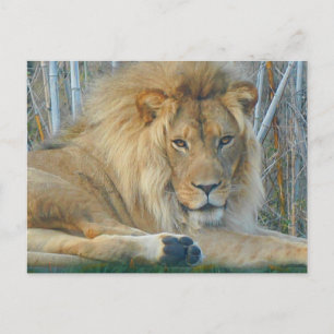 Lion #3-2 Postkarte