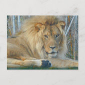 Lion #3-2 Postkarte (Vorderseite)