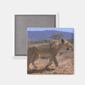 Lion 3 magnet (Vorderseite/Rückseite)