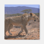 Lion 3 magnet (Vorne)