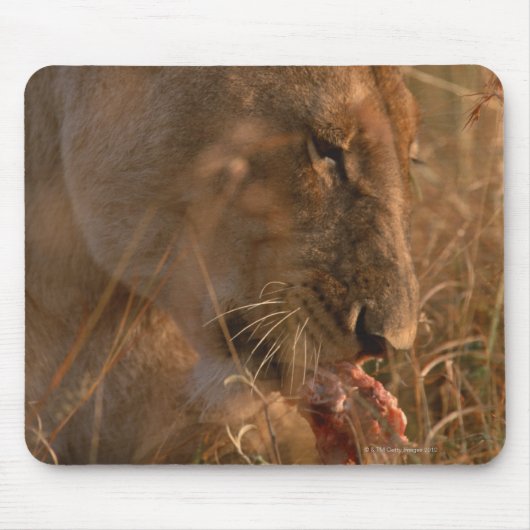 Lion 3 mousepad (Vorne)