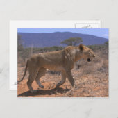 Lion 3 postkarte (Vorne/Hinten)