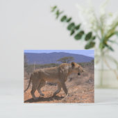 Lion 3 postkarte (Stehend Vorderseite)