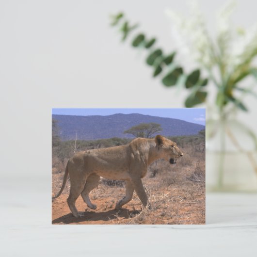 Lion 3 postkarte (Stehend Vorderseite)