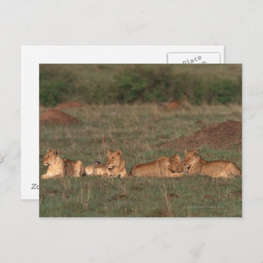 Lion 4 postkarte (Vorne/Hinten)