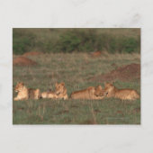 Lion 4 postkarte (Vorderseite)