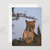 Lion 4 postkarte (Vorne/Hinten)