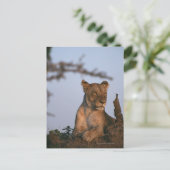 Lion 4 postkarte (Stehend Vorderseite)