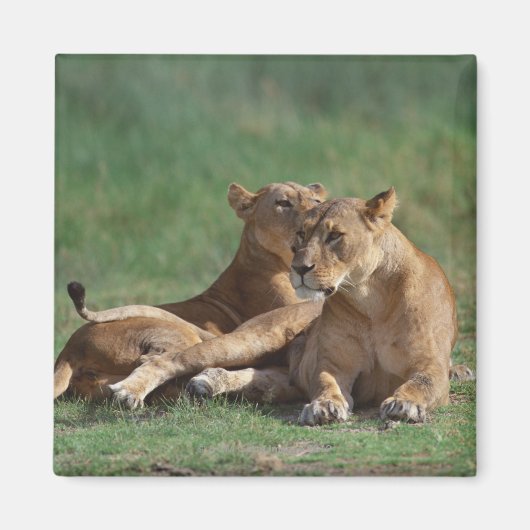 Lion 5 magnet (Vorne)