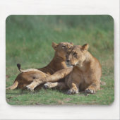 Lion 5 mousepad (Vorne)