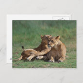 Lion 5 postkarte (Vorne/Hinten)