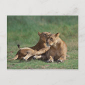 Lion 5 postkarte (Vorderseite)